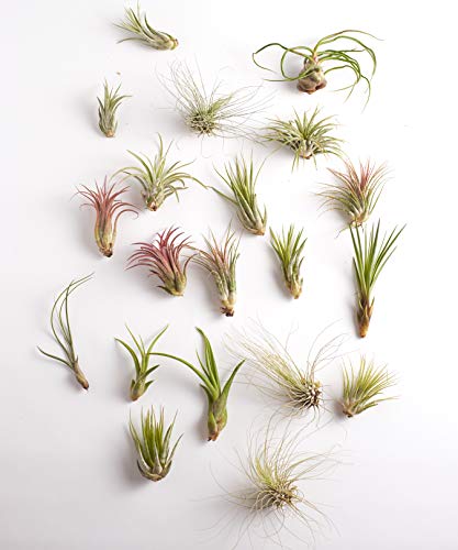 Shop Succulents | Assorted Collection for Home Décor, DIY Terrariums Variety of Species, Tropical House Plant, 100-Pack, Mix